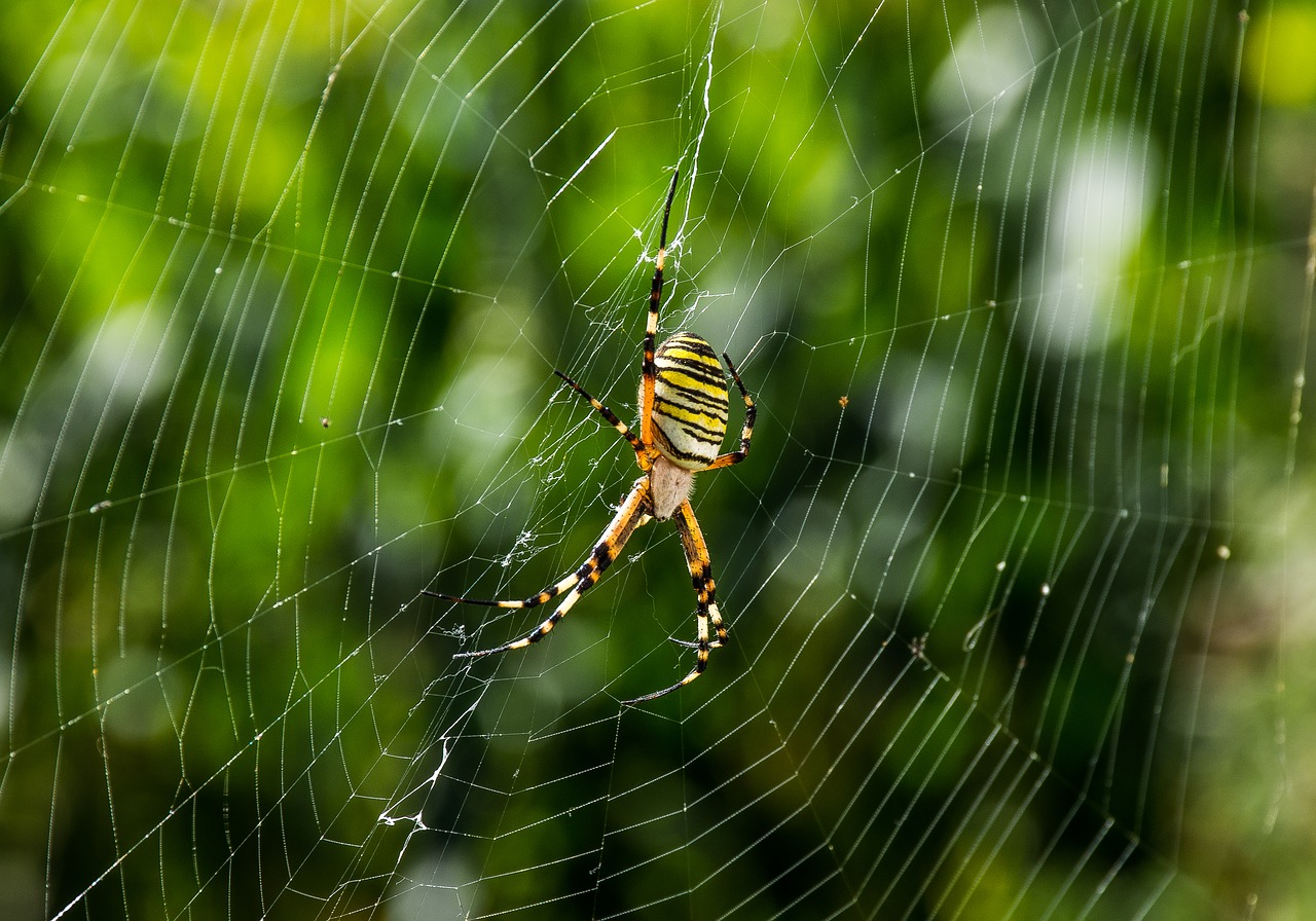 spider animals web free photo