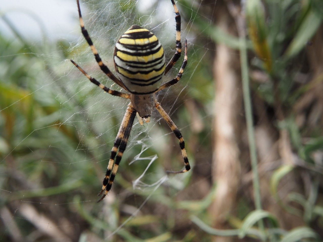 spider wasp spider garden free photo