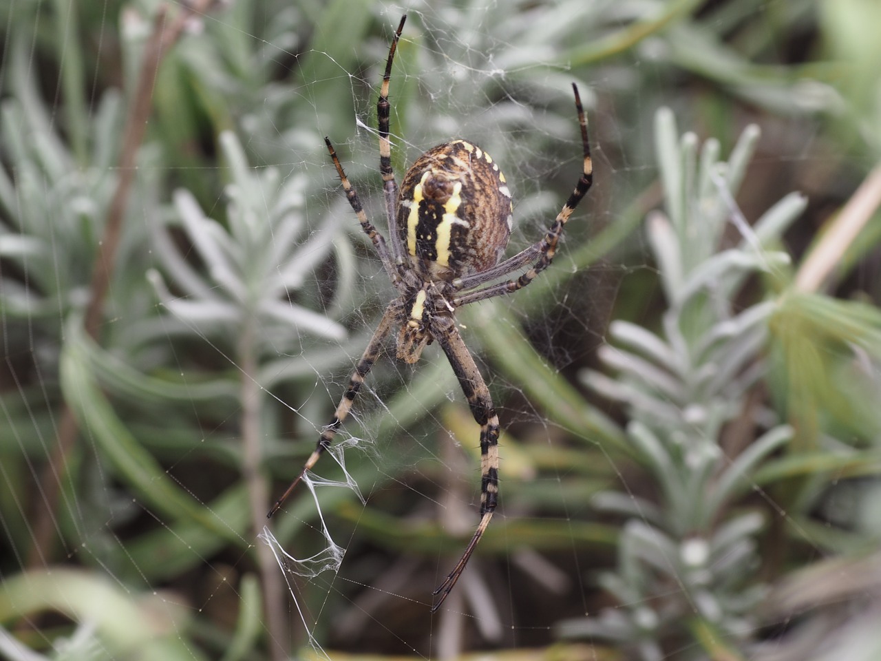 spider network cobweb free photo