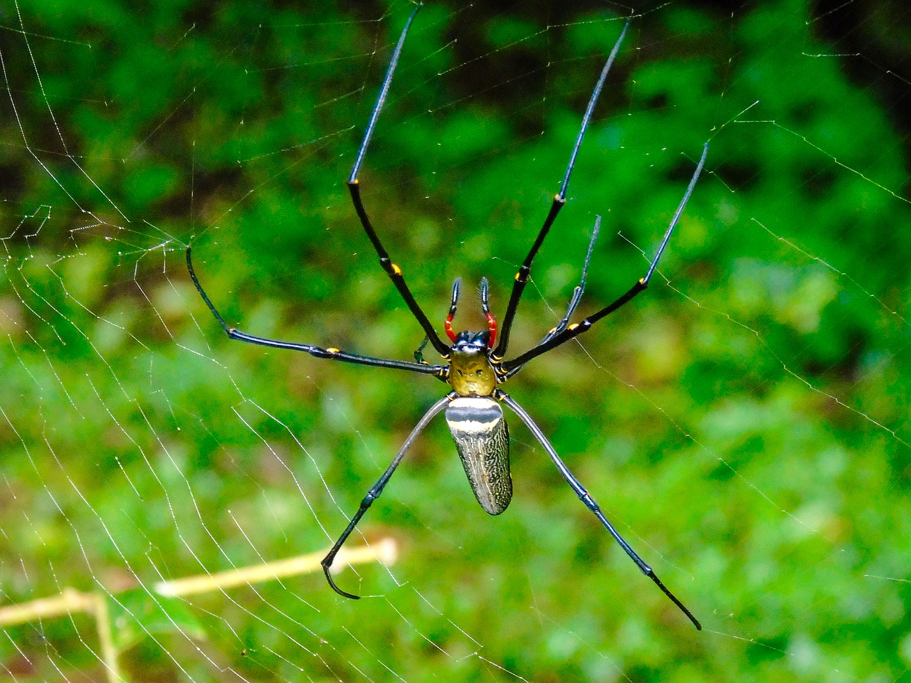 spider web thailand free photo
