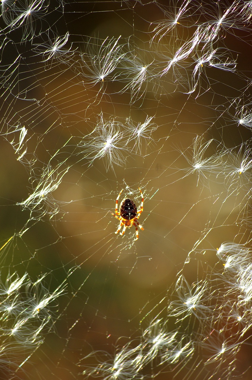 spider spider web insect free photo