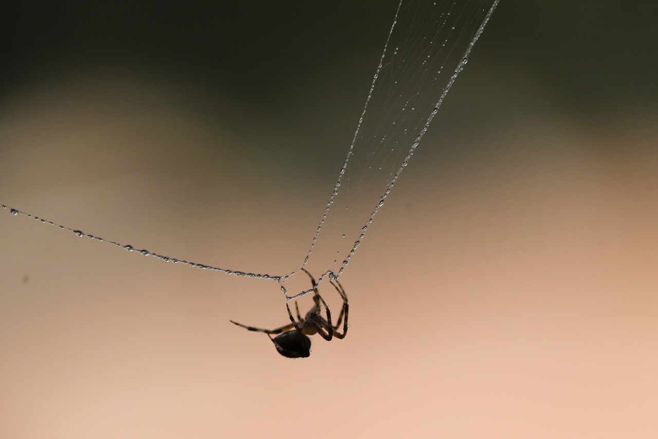 spider web nature free photo