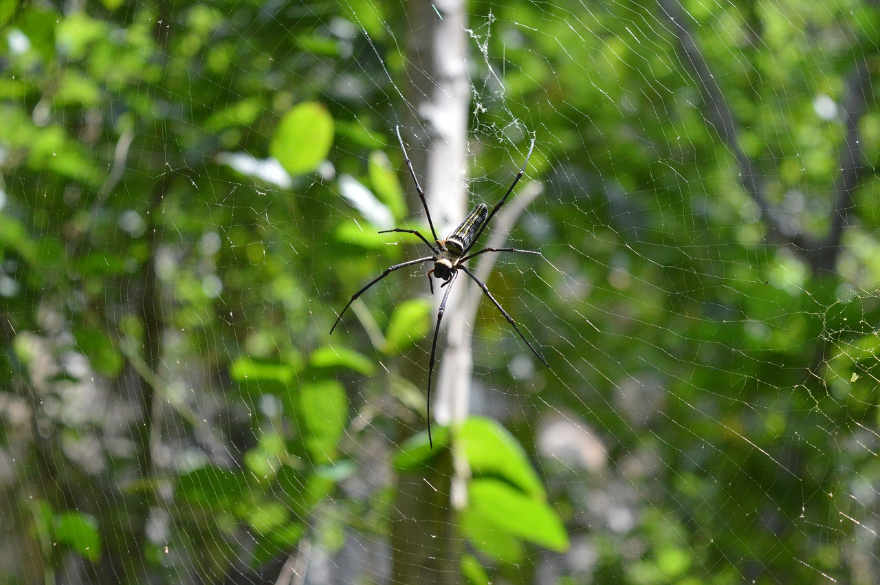 spider thailand poisonous spider free photo