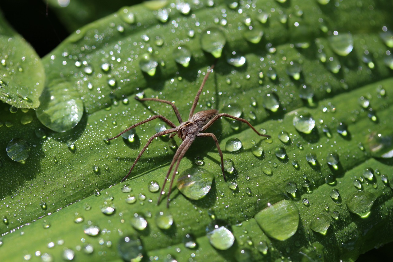 spider between raindrop free photo