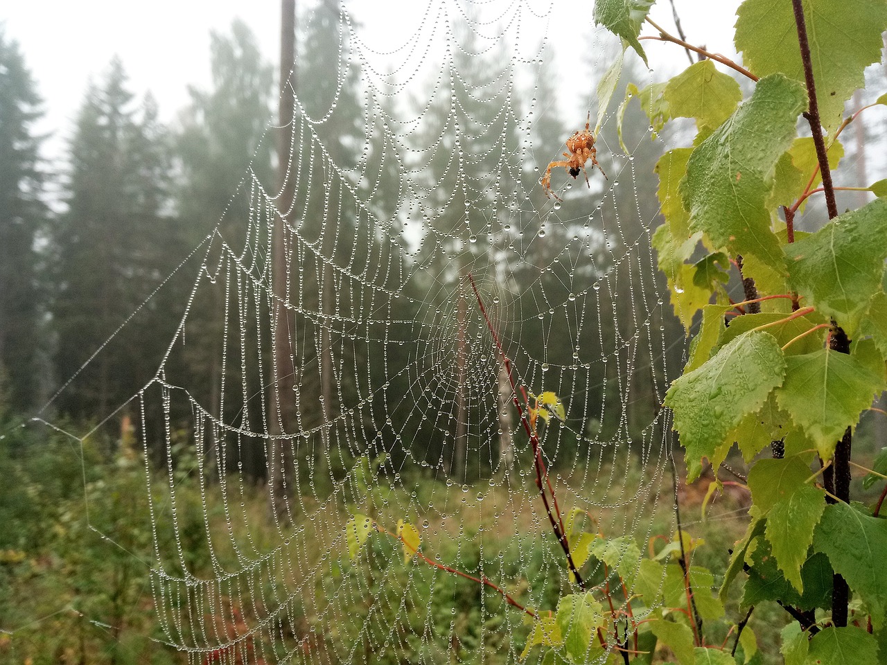 spider forest rain free photo