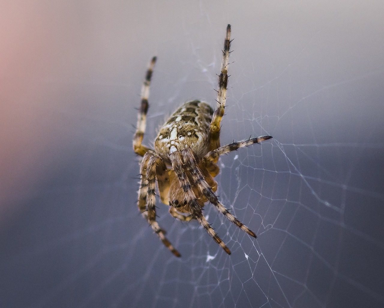 spider common arachnid free photo