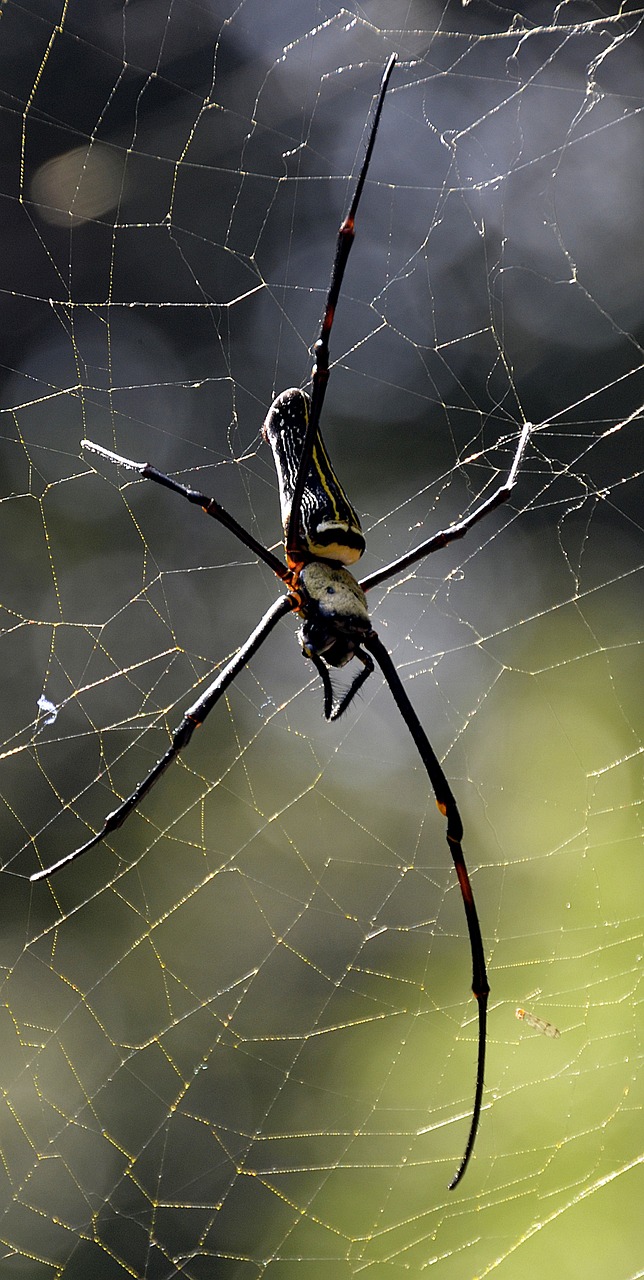 spider web large free photo