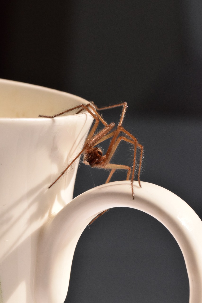 spider cup arachnid free photo