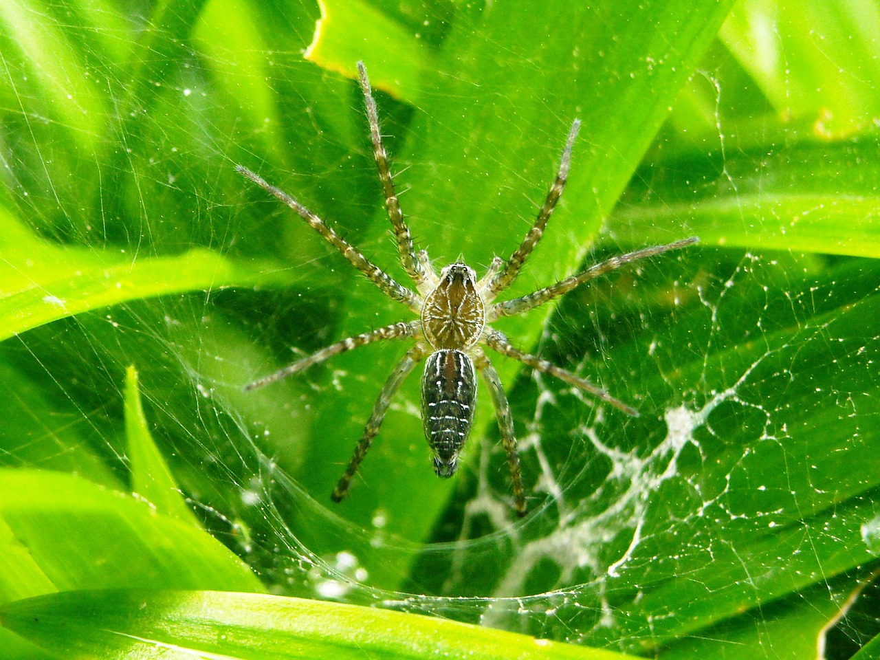 spider leaf pandan free photo