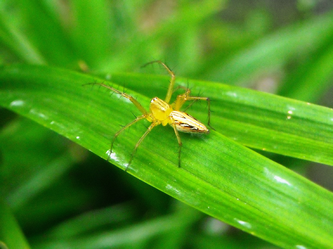 spider yellow leaf free photo