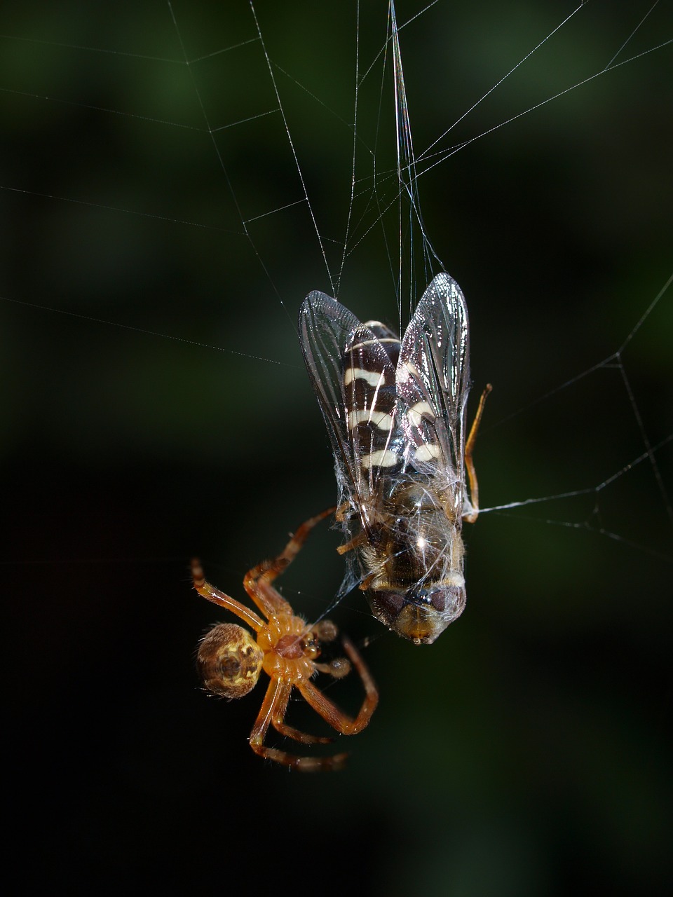 spider fly web free photo