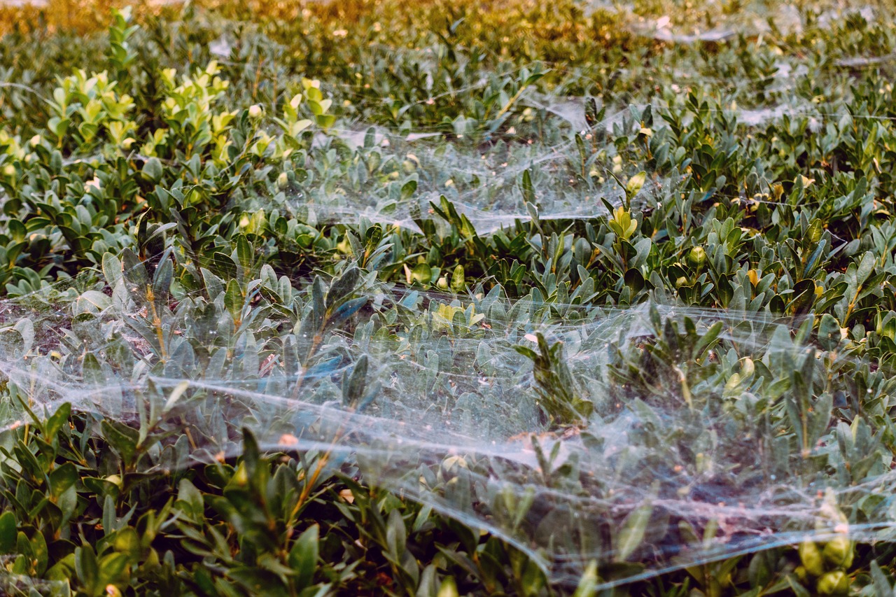 spider spider web shrubbery free photo