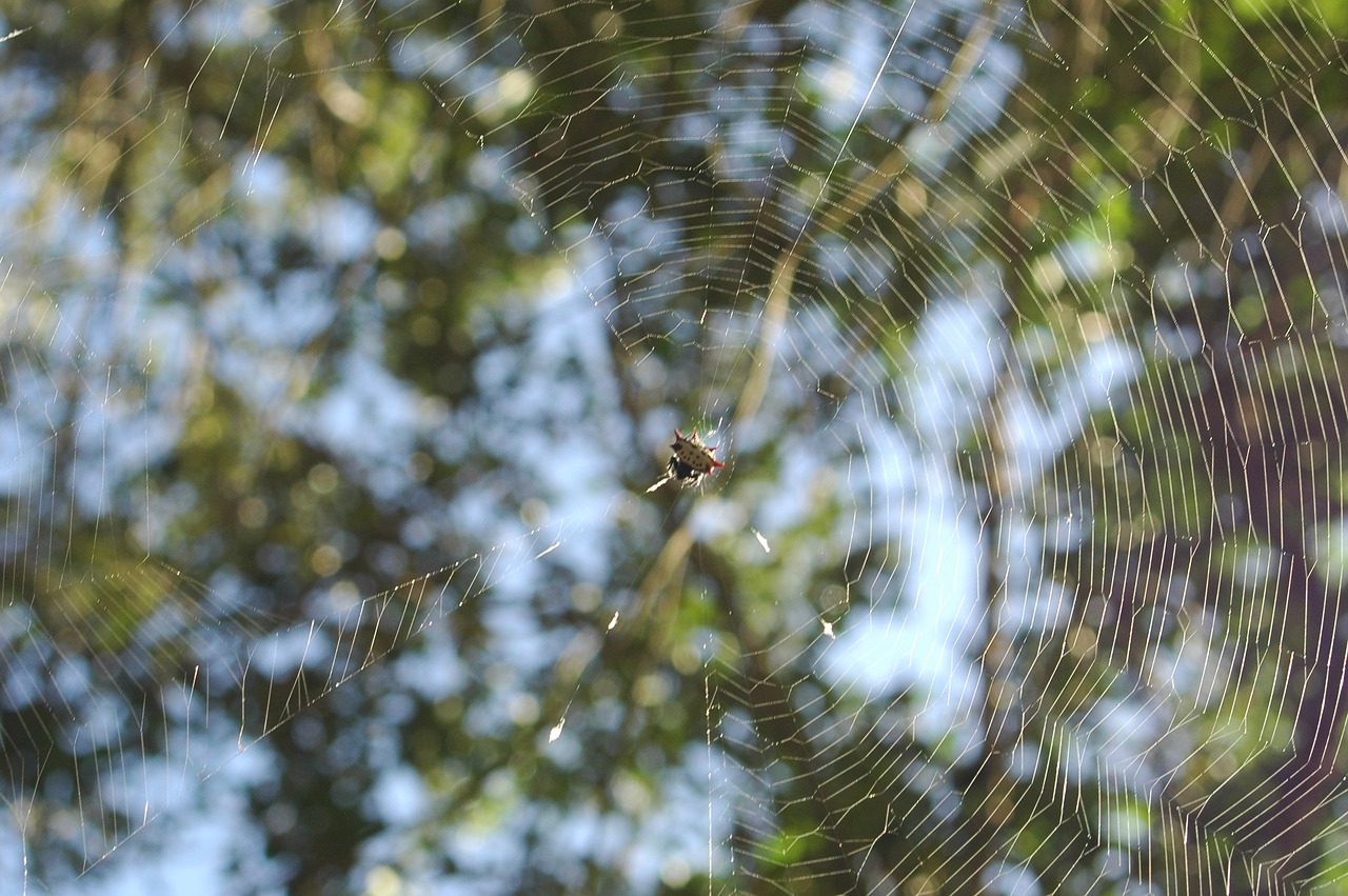 spider crab spider web free photo