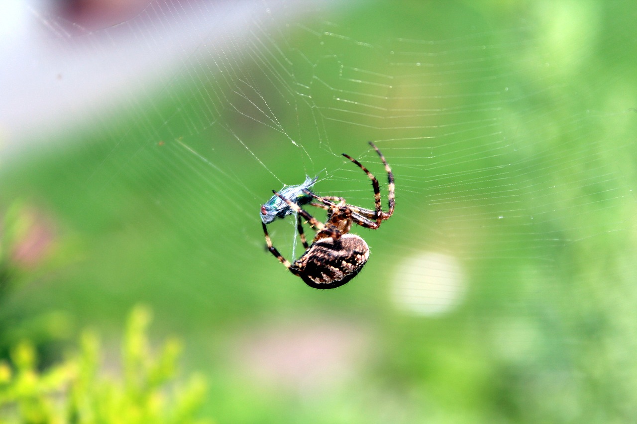 spider cobweb a small insect free photo