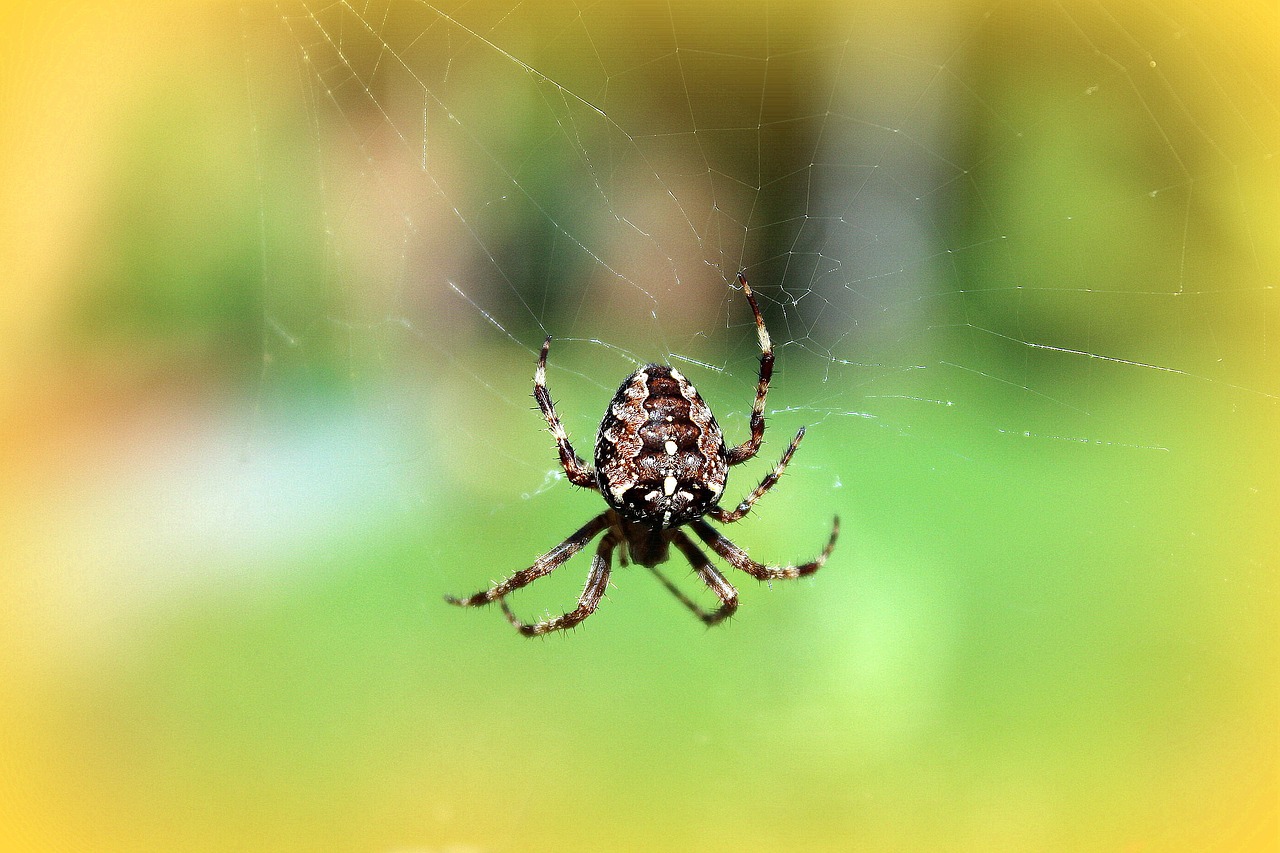 spider cobweb araneus free photo