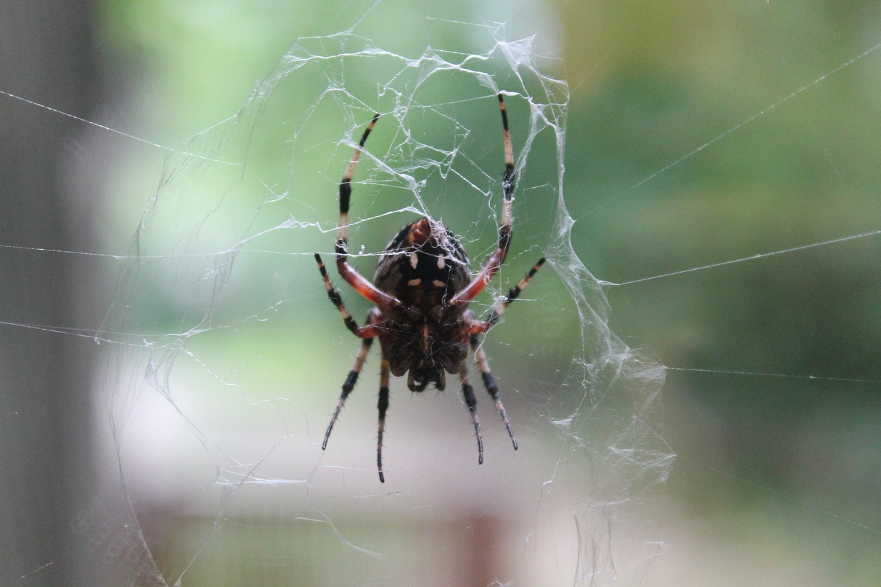 spider creepy spiderweb free photo