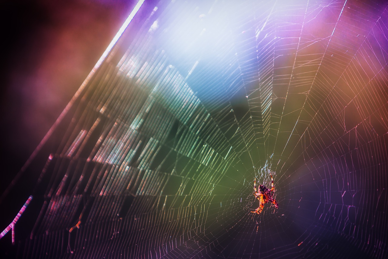 spider cobweb color free photo