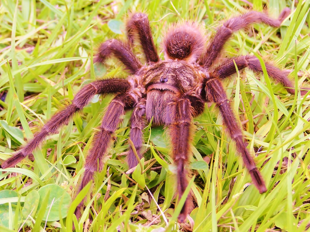 spider araquinidio eight legs free photo