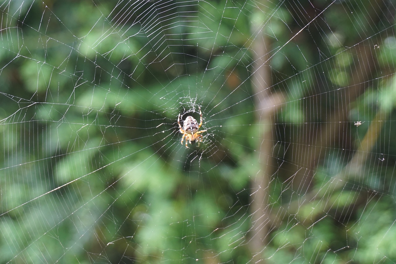 spider cobweb nature free photo