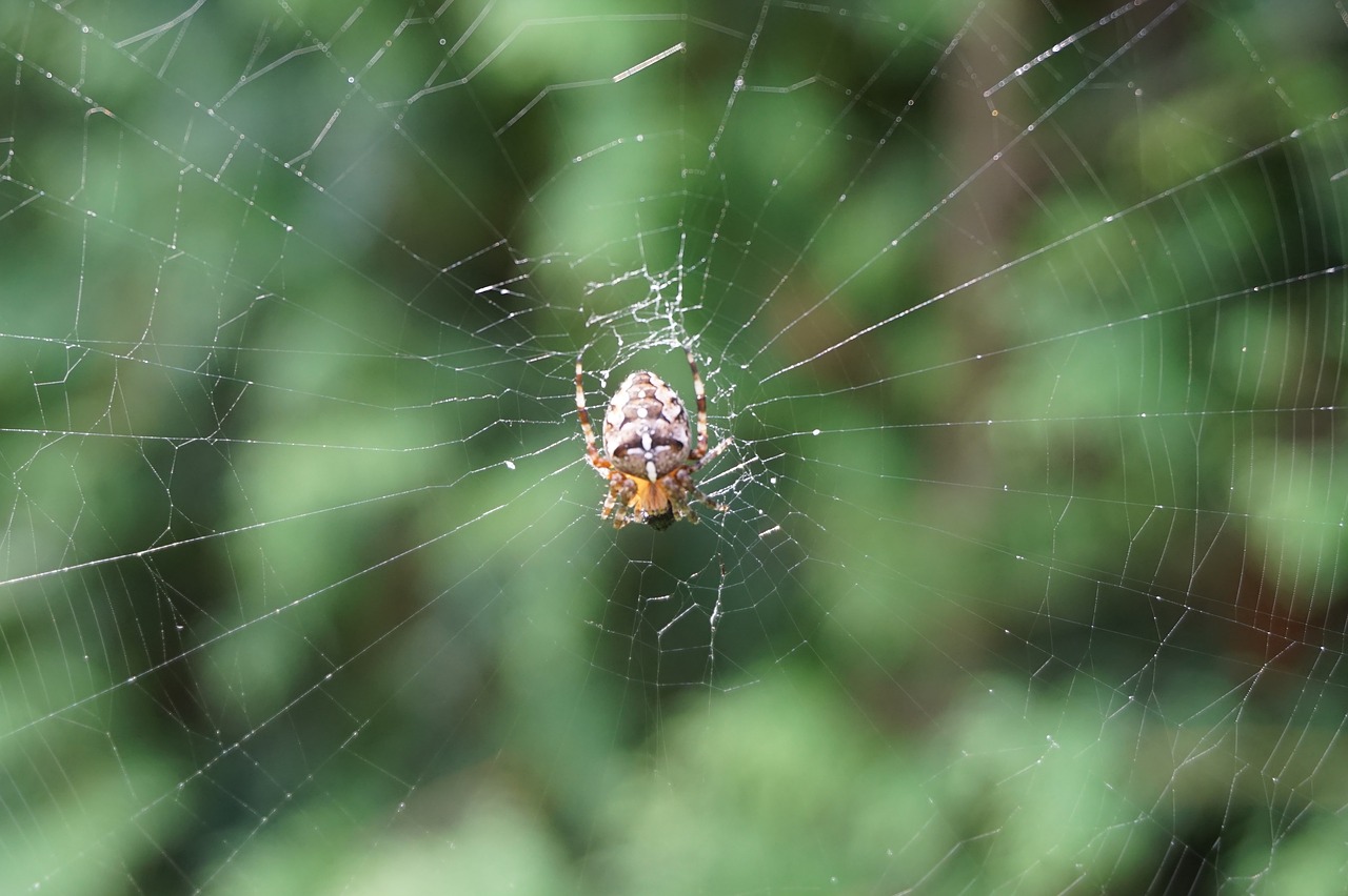 spider cobweb nature free photo