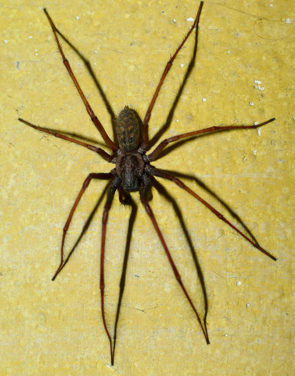 Spiders are air-breathing arthropods that have eight legs, chelicerae with  fangs generally able to inject venom, and spinnerets that extrude silk.  They are the largest order of arachnids Stock Photo