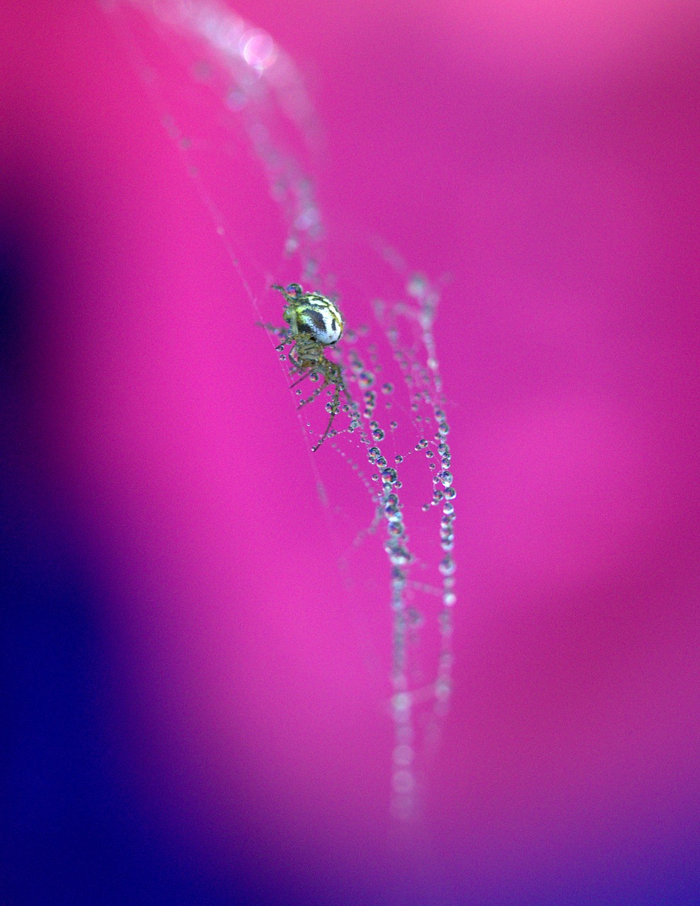 spider spider web drops free photo