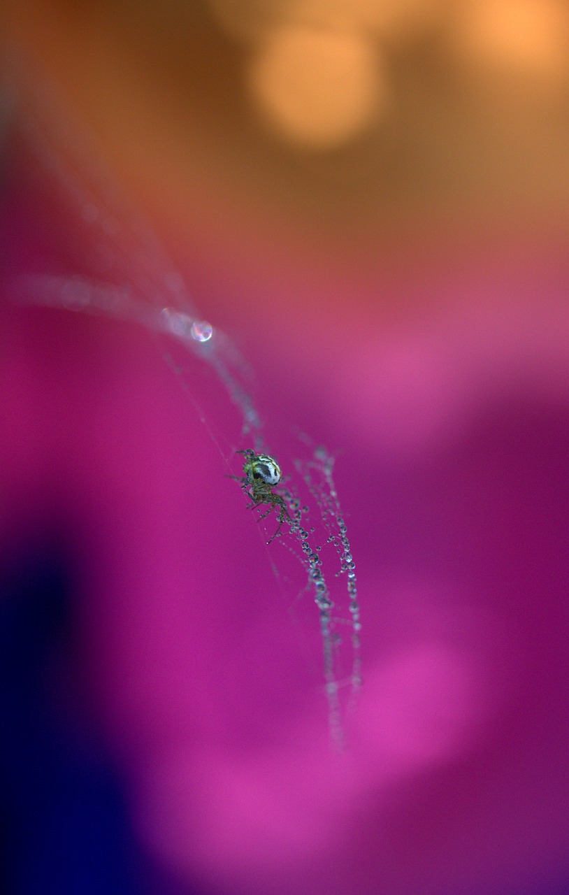 spider spider web drops free photo