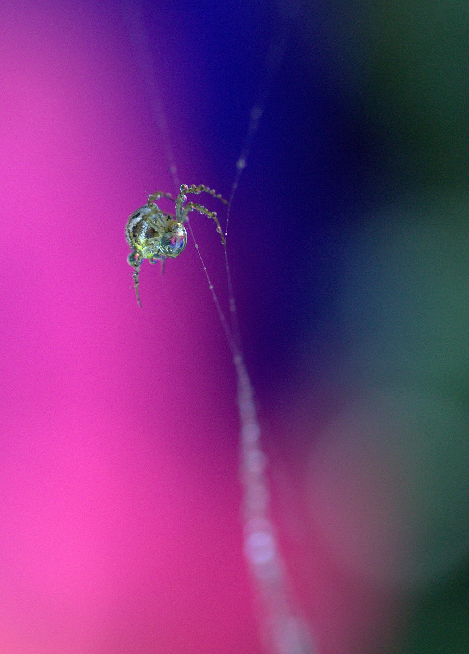 spider spider web drops free photo