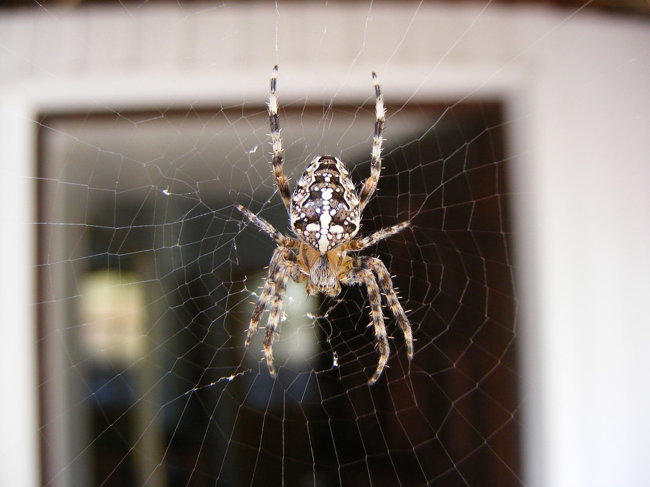 spider nature cobweb free photo