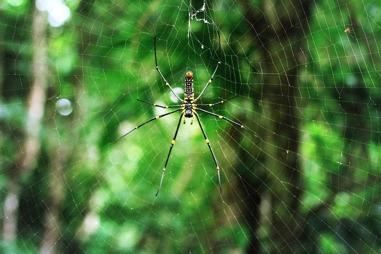 spider nature insect free photo