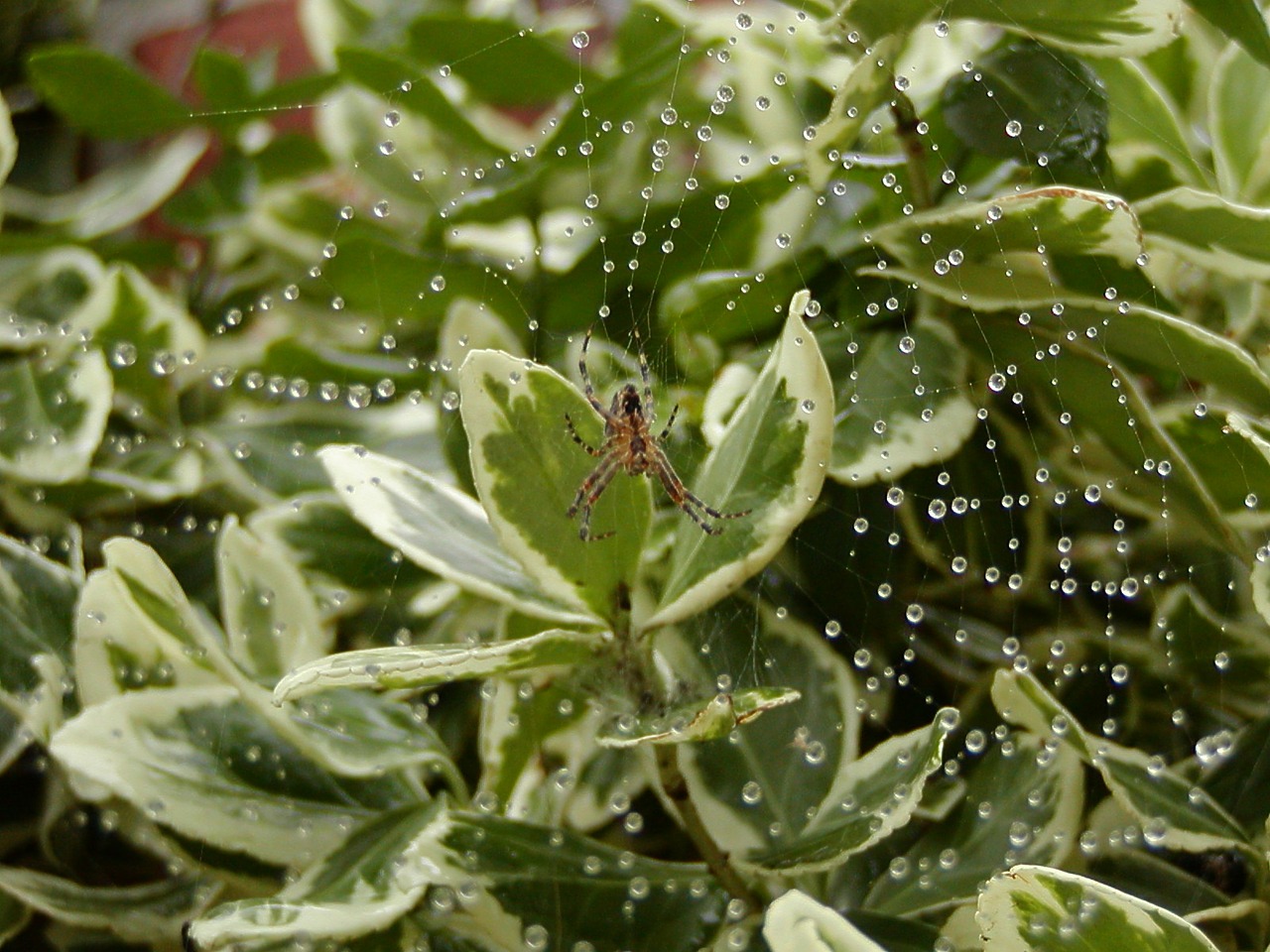 spider cobweb close free photo