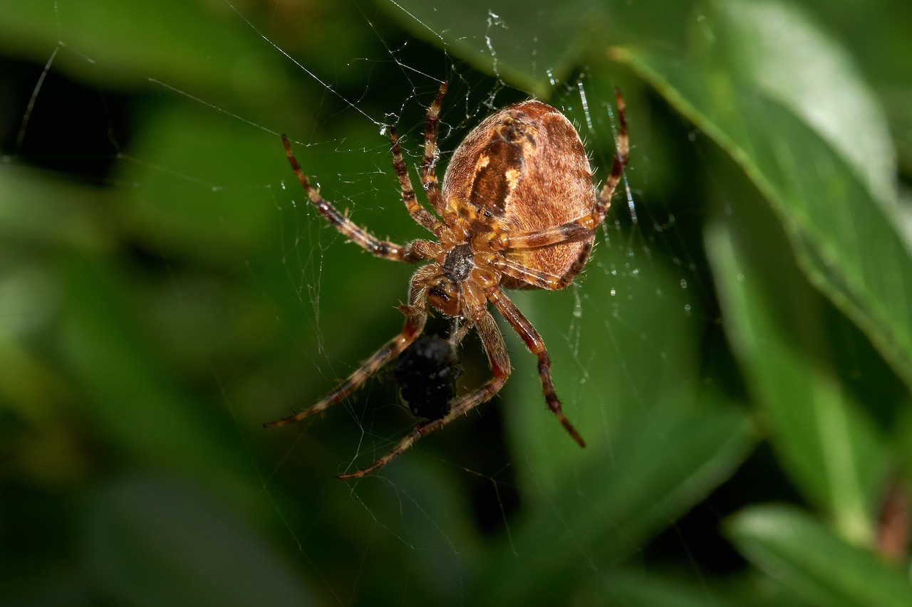 spider insect animal free photo