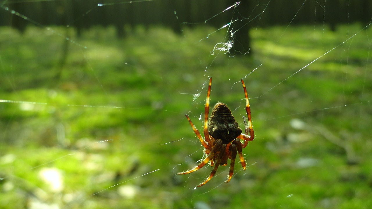 spider forest nature free photo