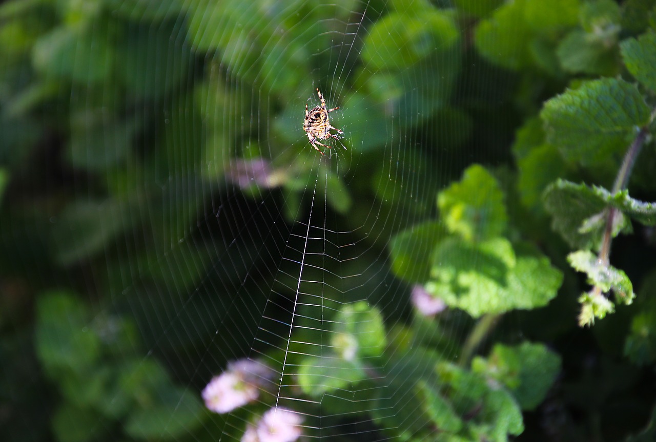 spider web nature free photo