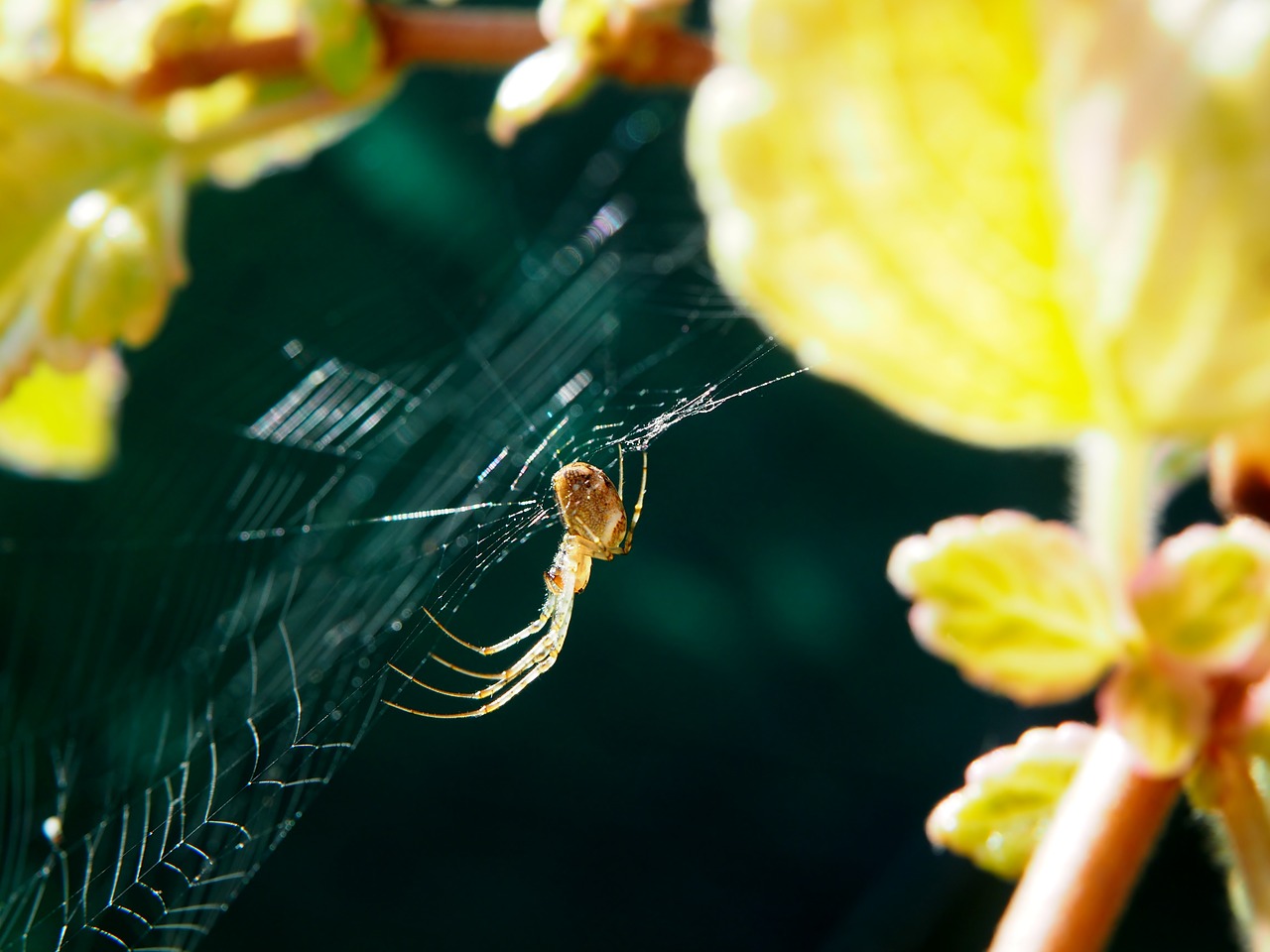 spider cobweb garden free photo