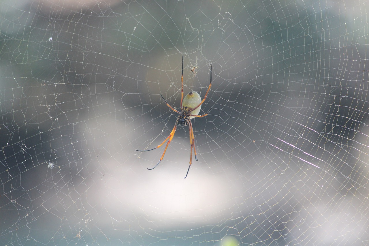 spider web nature free photo