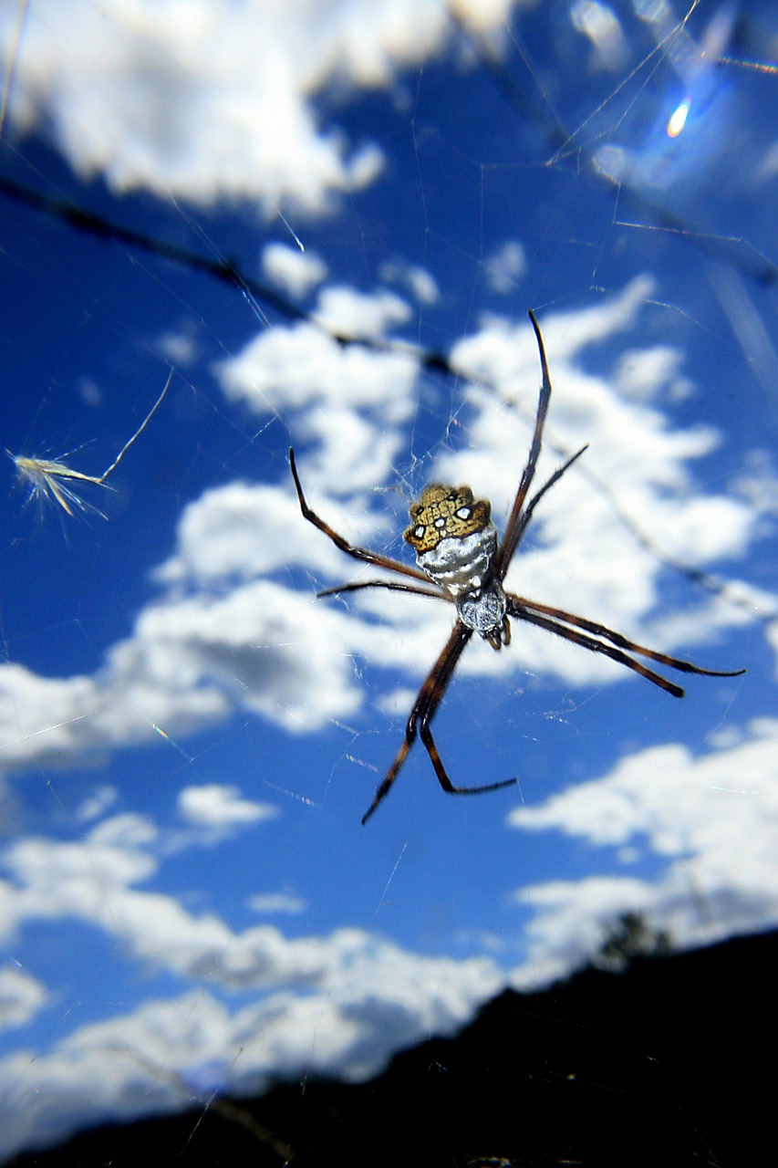 spider arachnid predator free photo