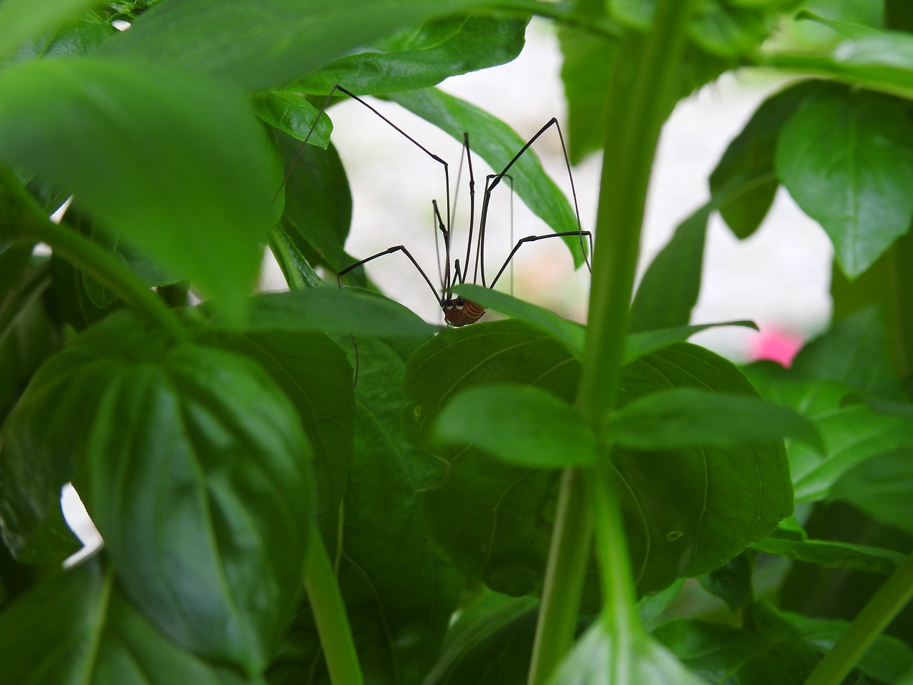 spider basil plant free photo