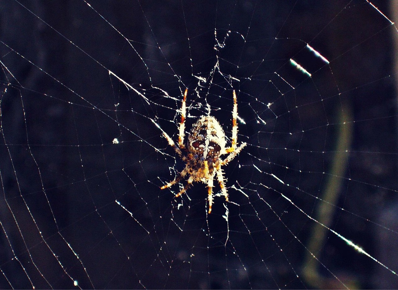 spider crusader web free photo