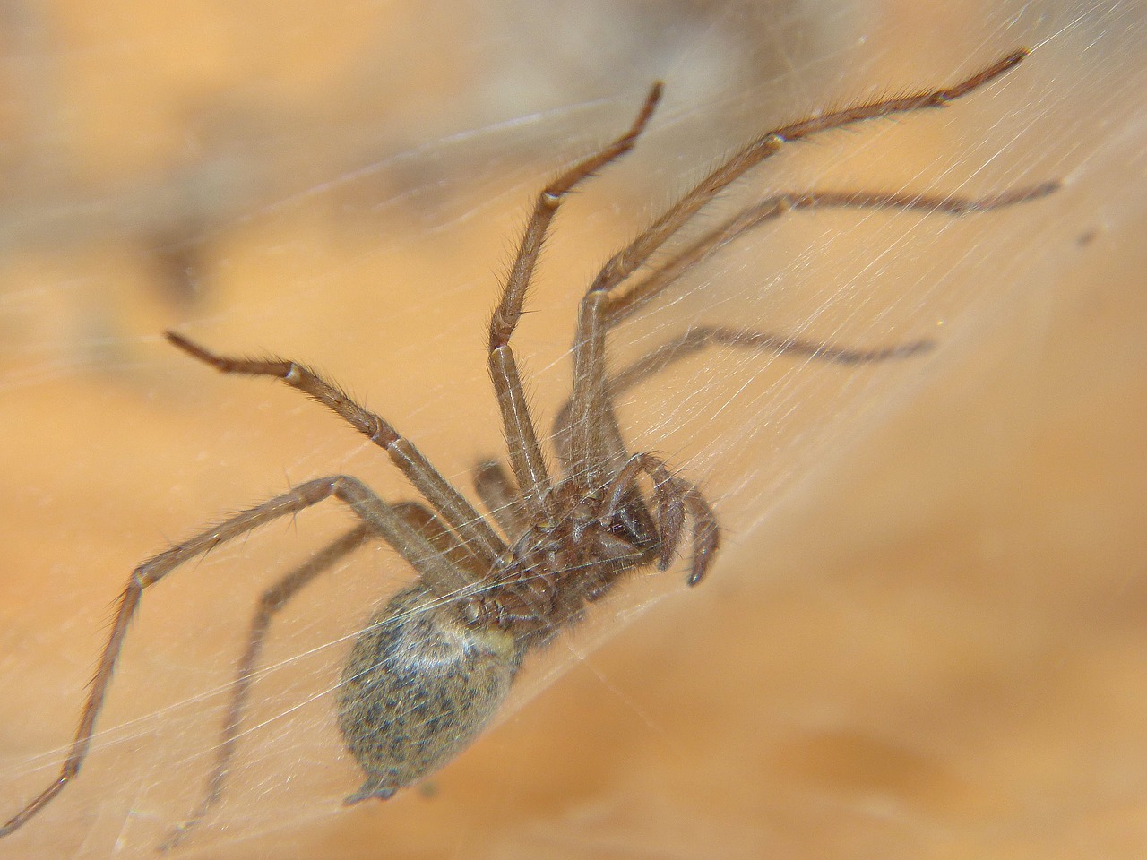 spider nature cobweb free photo