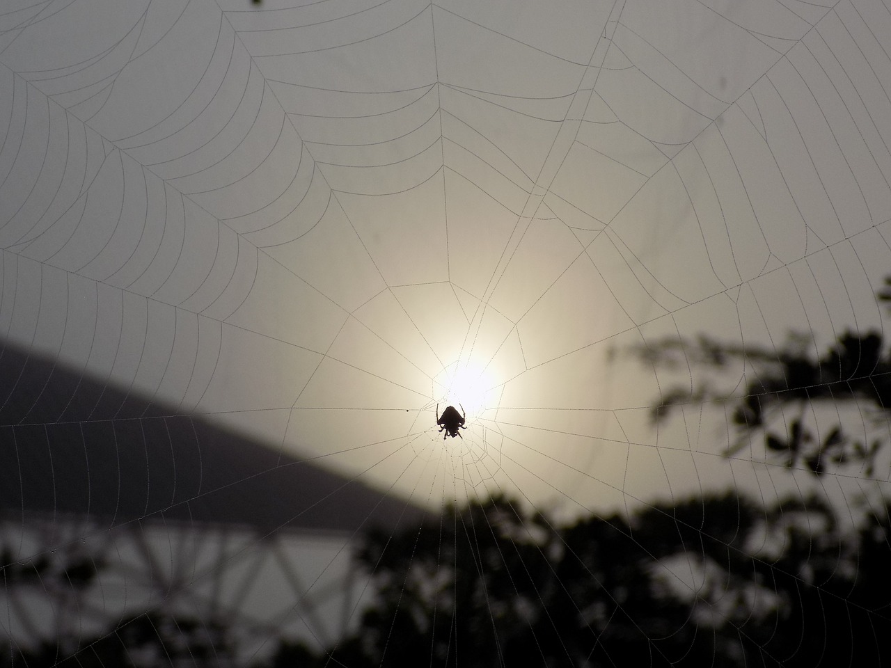 spider web sunset free photo