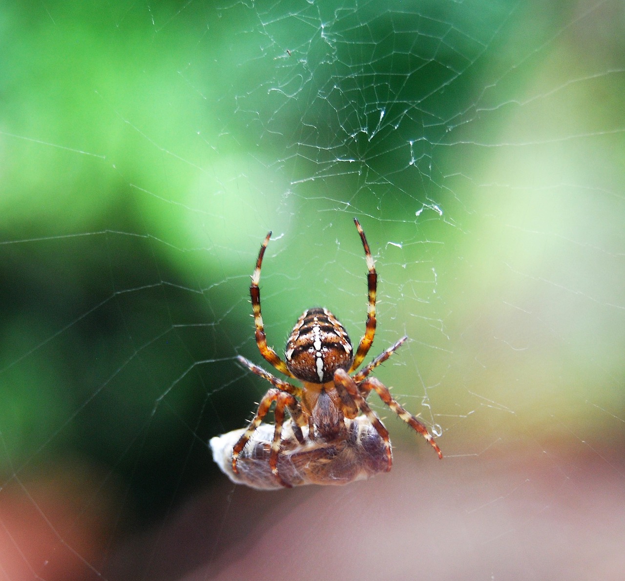 spider prey cocooned free photo