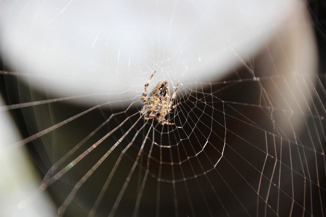 spider network cobweb free photo