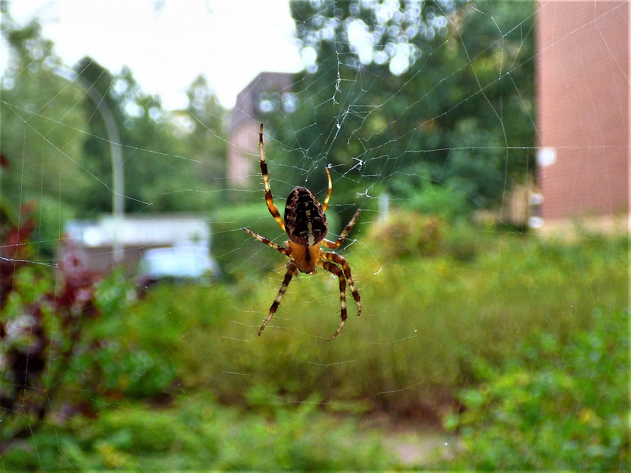 spider network close free photo