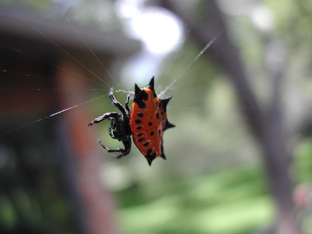 spider red black free photo