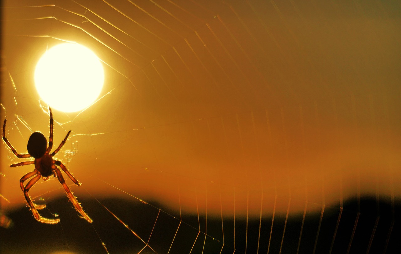 spider sun sunset free photo