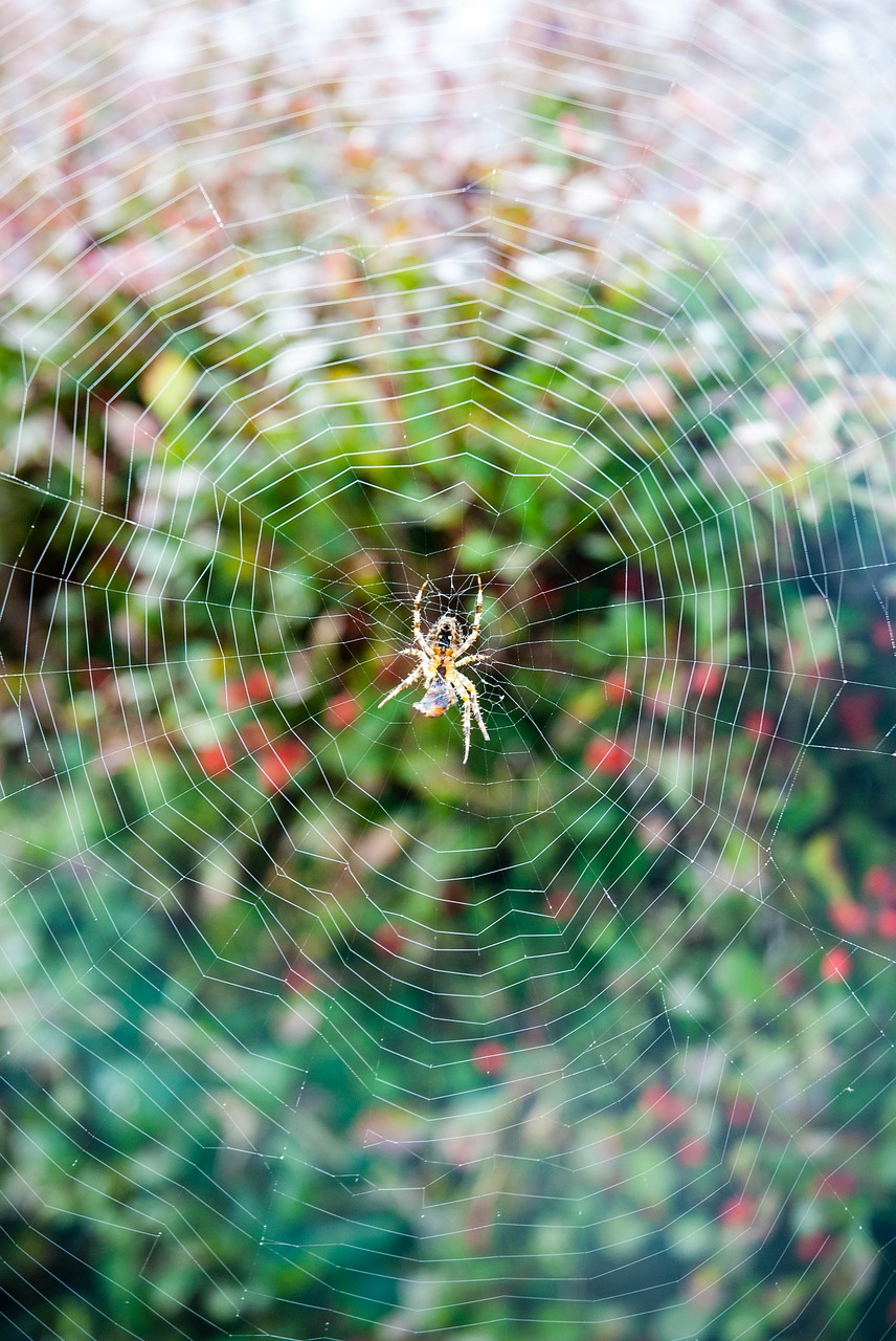 spider canvas prey free photo