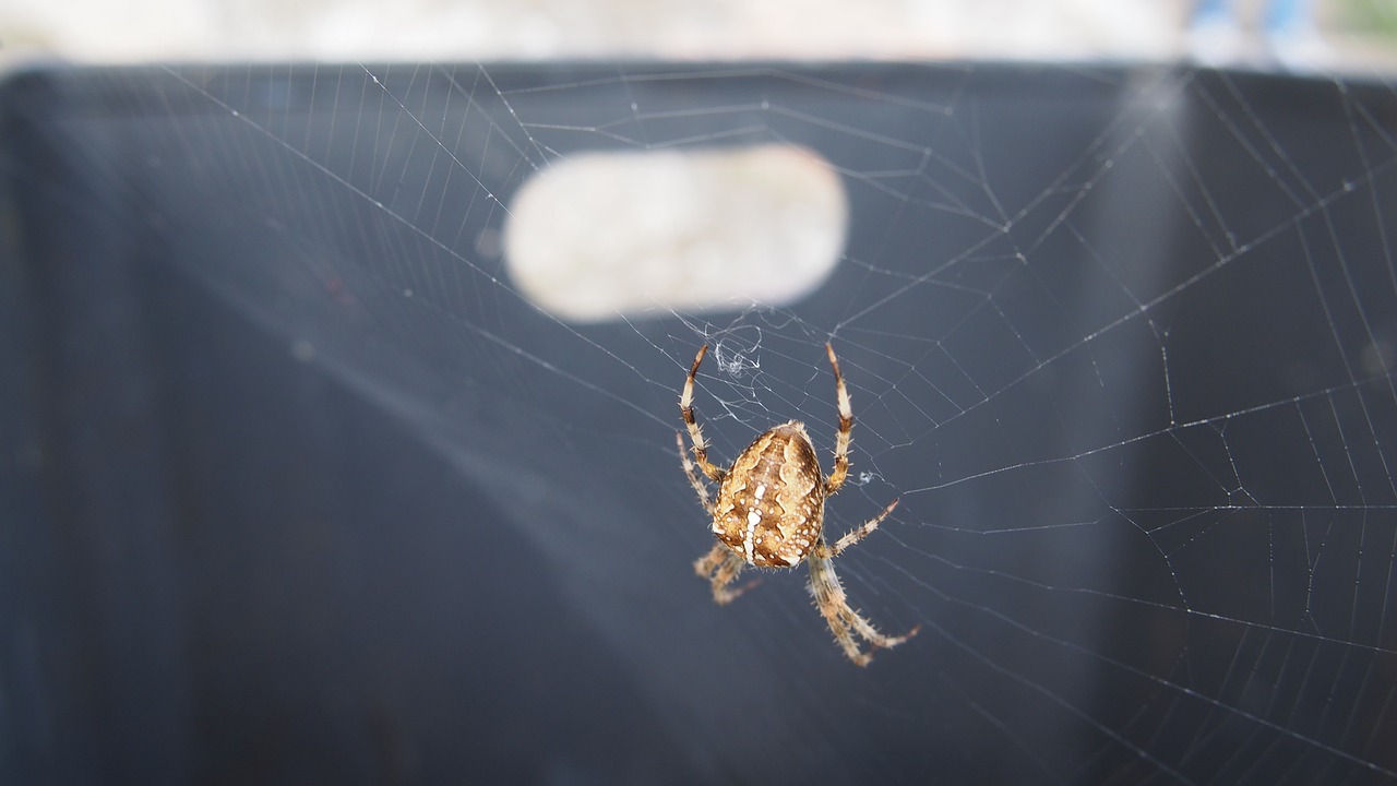 spider nature cobweb free photo