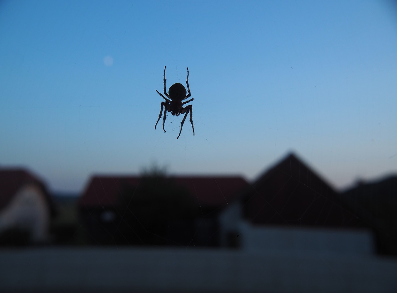 spider network abendstimmung free photo