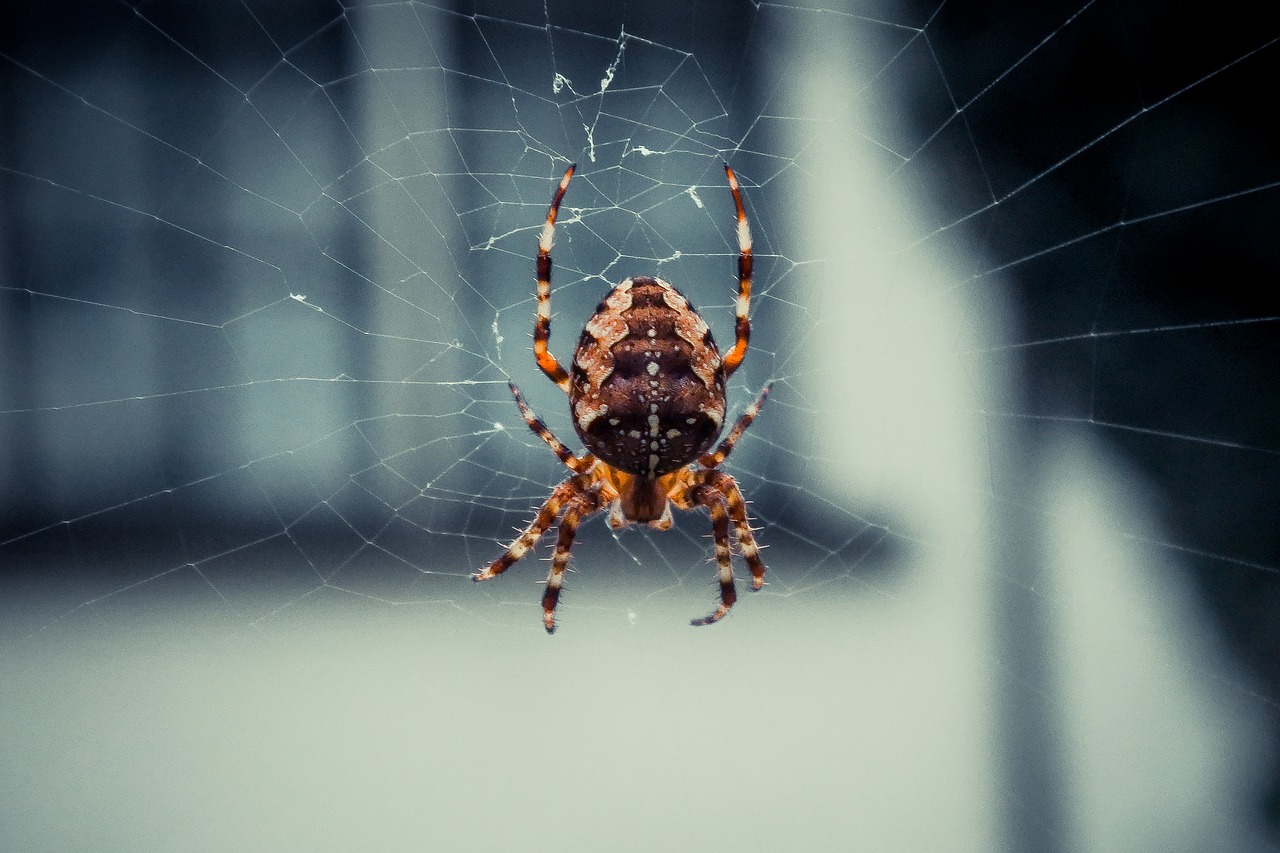 spider spiderweb web free photo